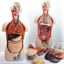 TORSO02 (12013) Medical Dual-Sex 85cm 27-peças Modelo de tronco com costas abertas, modelo de anatomia humana para a ciência médica